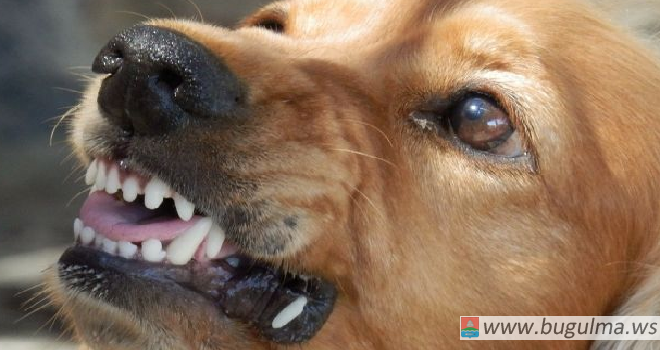 В Татарстане мужчина натравил собаку на мастера по телефонам из-за ревности.