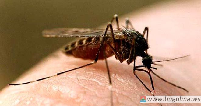 Бой комарам, в том числе и бугульминским
