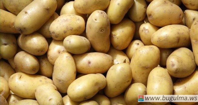 В Бугульме воруют картошку
