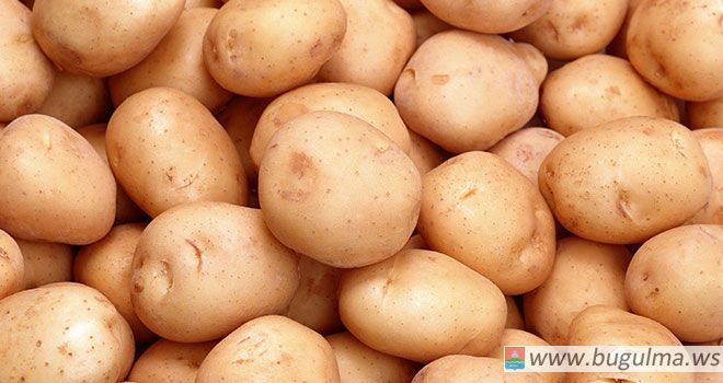 1.5 млн тонн картофеля произведено в Татарстане в 2015 году