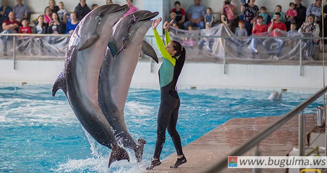 Не пропустите новинку летнего сезона в Набережночелнинском дельфинарии!