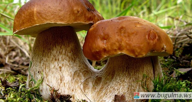 Десять случаев отравления грибами зарегистрировано в Татарстане с начала года