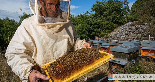 Бугульминцы-дачники пожаловались на пчеловода
