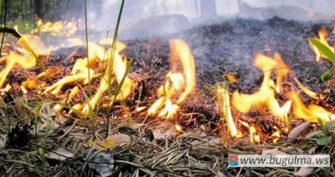В Бугульминском районе сохраняется высокая пожарная опасность лесов