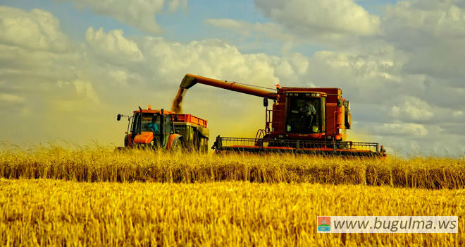 В Бугульминском районе убрано более 65% зерновых