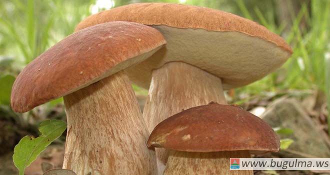 За неделю больше десятка грибников потерялись в лесах Татарстана