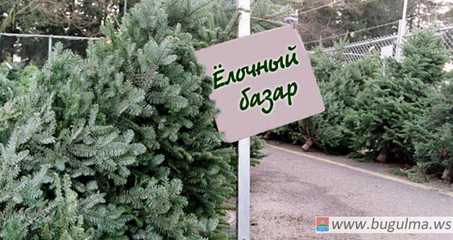 Елочный базар: где будут продавать новогодние елки