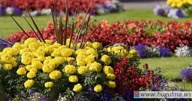 Бугульминские клумбы украсят более 460 тысяч цветов