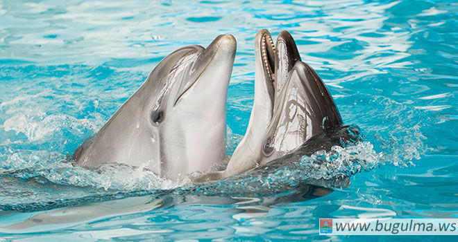 Не пропустите новое световое шоу «Дыхание моря» в Набережночелнинском дельфинарии!