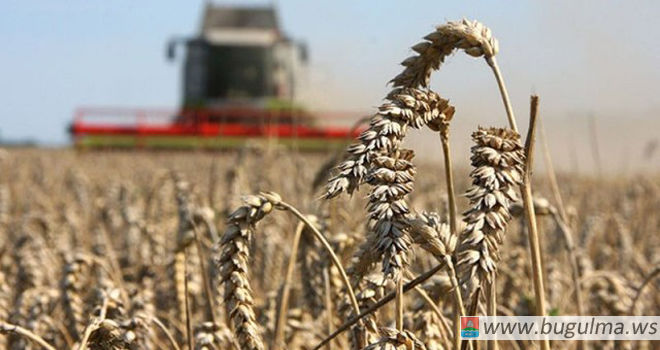 Аграрии Бугульминского муниципального района убрали 71% посевных площадей