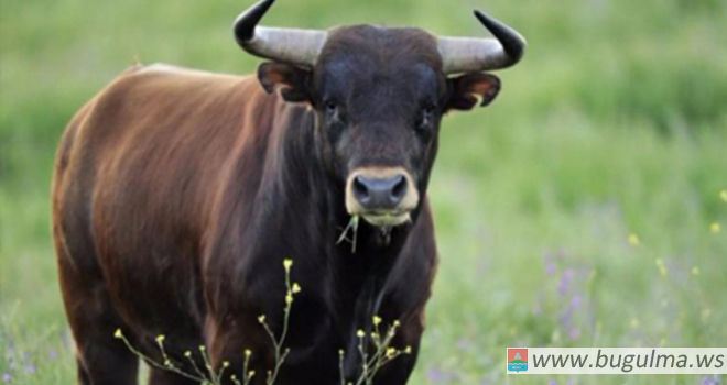 В Бугульминском районе быки насмерть забили пастуха
