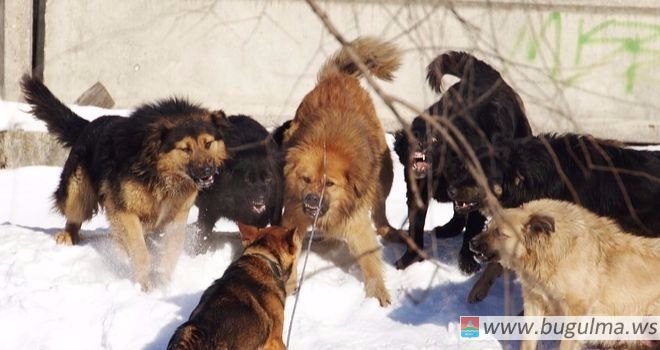 В Казани ищут стаю собак, искусавших детей