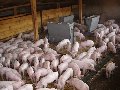 супоросная свиноматка