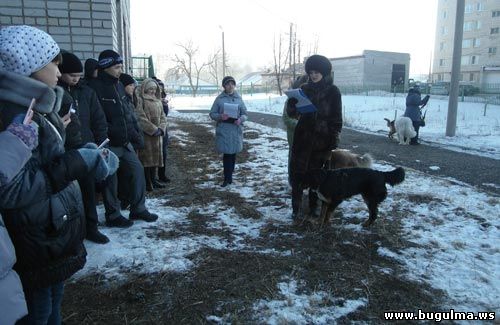 собаки