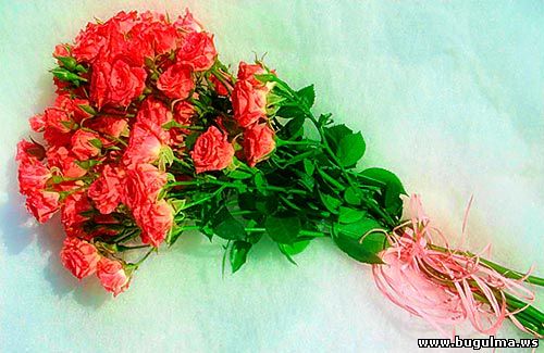 Лучшие и прикольные - кустовых роз только у нас.