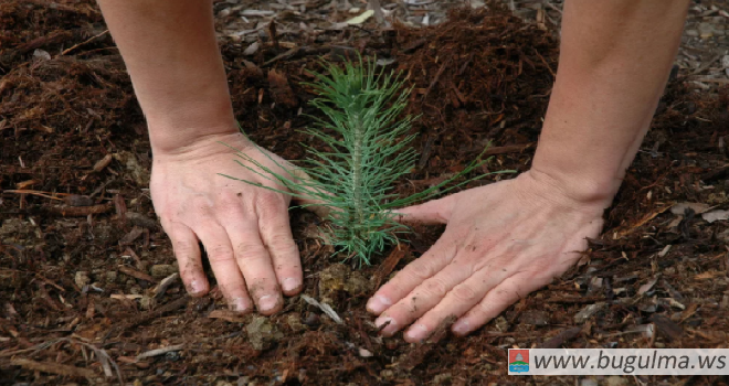 В Татарстане в День посадки леса высадили 1,3 млн саженцев.