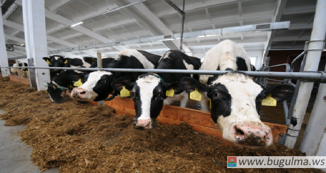 В Бугульме построят три молочные фермы на 13 тыс. голов.