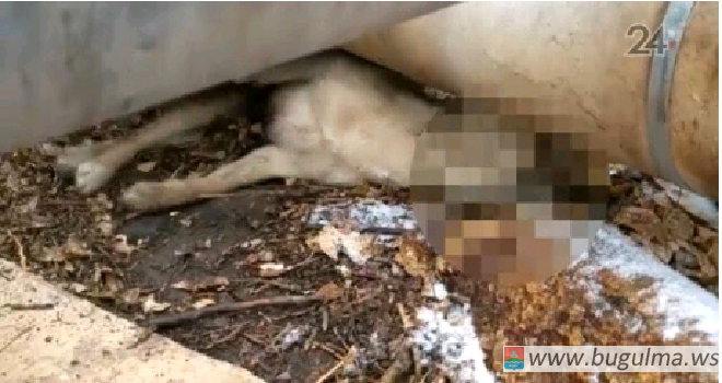 В Бугульме во дворе жилого дома отравили собаку.