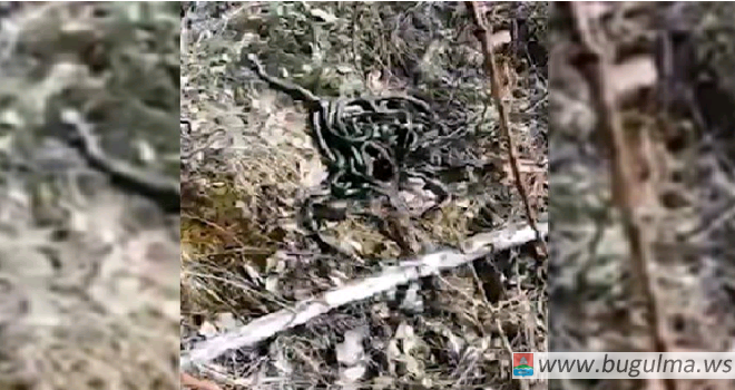 Житель Татарстана снял жуткое видео, как оказался среди сотен змей у ЖД путей.