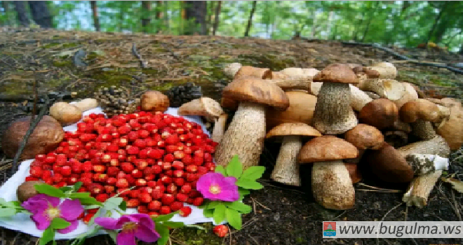 Как правильно собирать и заготавливать грибы?