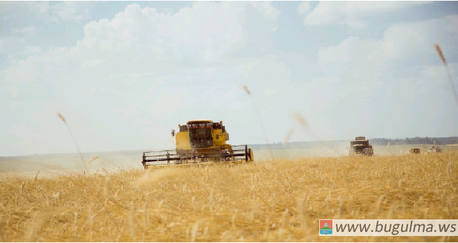 В Татарстане зерновые культуры убраны с 26% площадей.