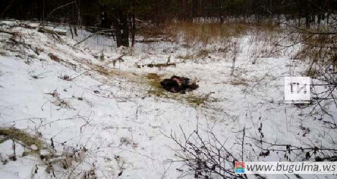 Уголовное дело возбудили в Татарстане против браконьеров, застреливших лося и косулю