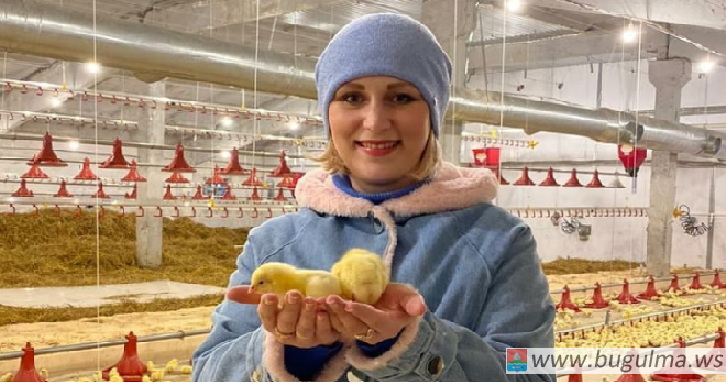 В крестьянско-фермерское хозяйство Бугульминского района завезли первую партию цыплят.
