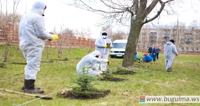 75 саженцев ели высадили волонтеры Победы в детском парке Бугульмы.