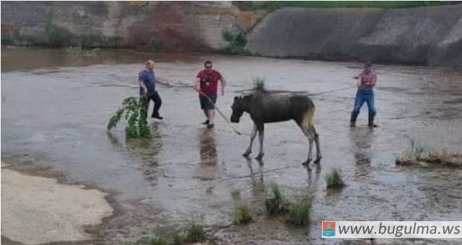 В Бугульме из водопропускного канала вытащили лосиху.