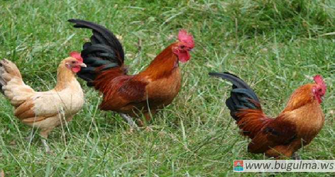 Поголовье птицы на фермах Татарстана за год выросло на 40% .