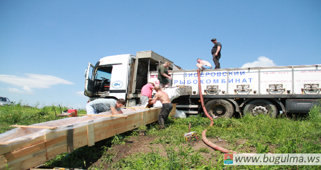 Пять тонн рыбы запустили в Староисаковский пруд Бугульминского района.