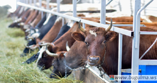 В Татарстане 25 районов нарастили поголовье крупного рогатого скота.