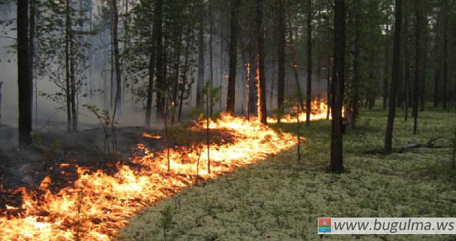 В Татарстане объявили штормовое предупреждение из-за пожароопасности лесов.