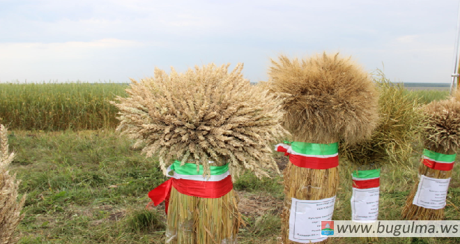 На выставку «День поля в Татарстане» заявилось 200 участников из 24 регионов РФ.