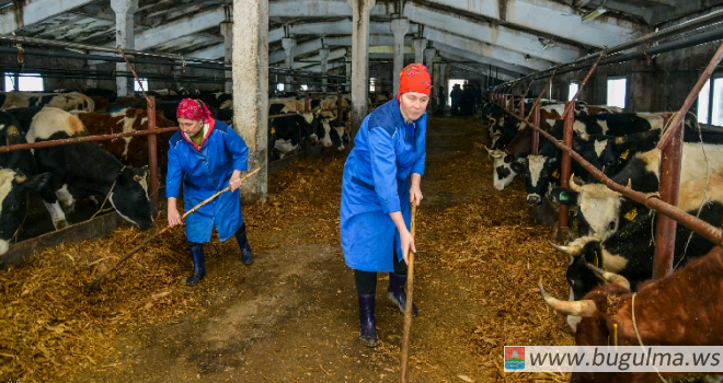 В Татарстане 21 район не достиг плановых показателей по производству говядины.