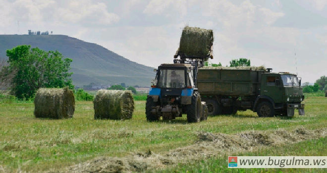 В Татарстане заготовка кормов превышает прошлогодний уровень в 1,4 раза.