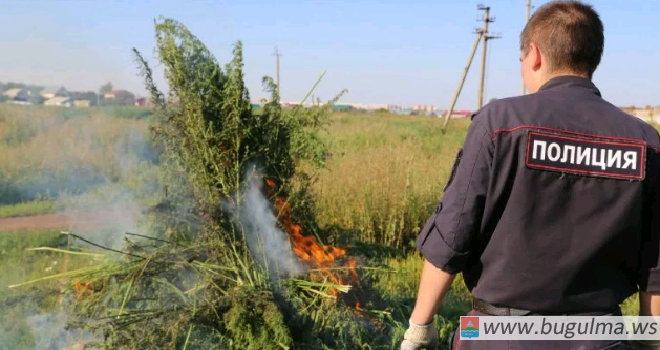 В Татарстане уничтожено более 13 тонн конопли и более 19 кг мака.