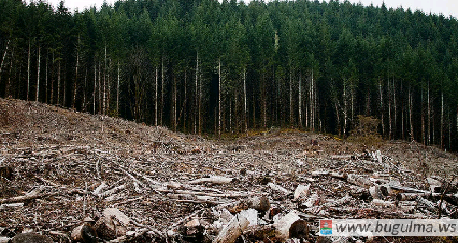 В Татарстане по нацпроекту «Экология» восстановили леса на площади почти 1000 га.