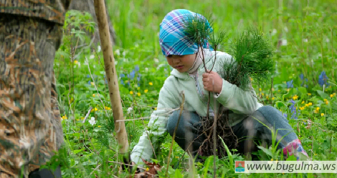 За 2020 год в Татарстане планируют вырастить более 30,9 млн сеянцев различных деревьев.