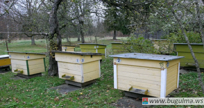 В Татарстане зафиксировали гибель 200 пчелосемей.