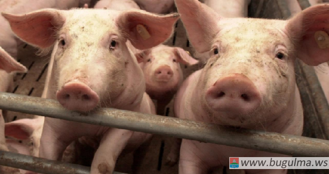 Ситуация по Африканской чуме свиней остается очень напряженной.