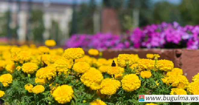800 тысяч цветов высадят на улицах Бугульмы в этом году.
