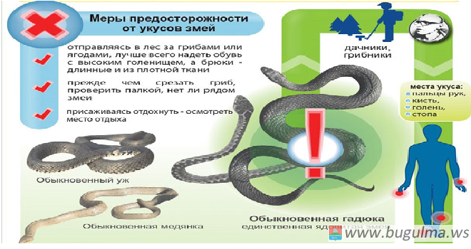 С приходом тепла в Татарстане активизировались змеи.