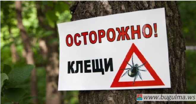 В Татарстане зафиксировали укусы клещей во всех районах, кроме Кайбицкого.