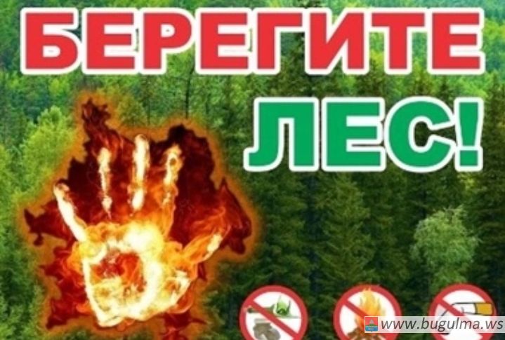 Лесные пожары как экологическая катастрофа.