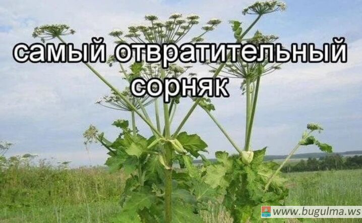 Уничтожать борщевик Сосновского будут обязаны владельцы земель с марта 2026-го.