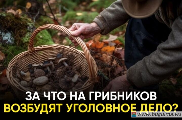 Сбор некоторых грибов в России может обернуться уголовным делом.