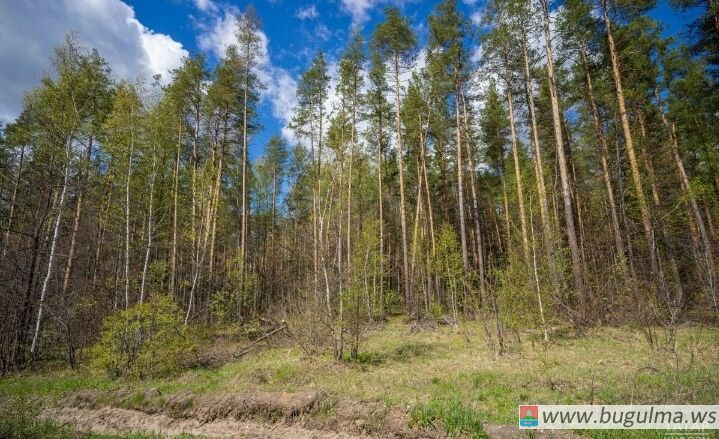 В Татарстане из-за высокой пожарной опасности лесов объявили штормовое предупреждение.