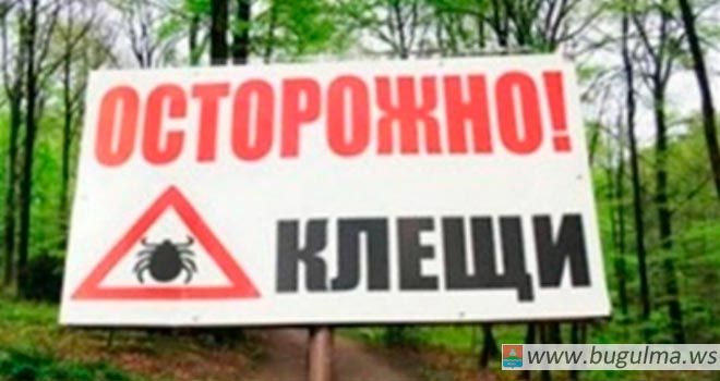 В Бугульме клещи продолжают нападать на людей