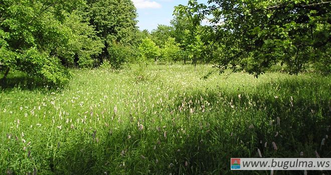 В Бугульме нашли останки пропавшей пенсионерки